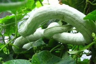 蛇瓜怎么吃怎么炒,家常美味，营养满分