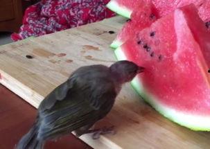 小鸟会吃瓜,揭秘自然界的奇妙食趣