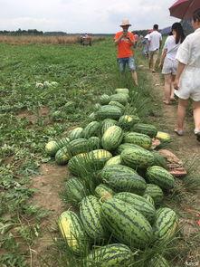 阳光购物吃瓜,吃瓜群众的热议焦点