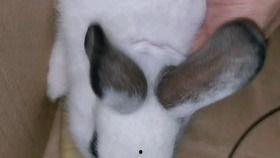 可爱兔兔吃瓜,可爱兔兔的欢乐食光