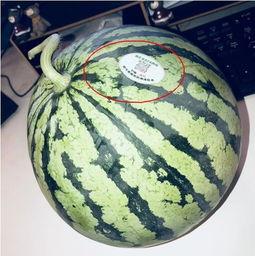 什么酱网红吃瓜,揭秘酱香瓜子的魅力与流行之谜