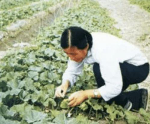 新时代吃瓜自由,揭秘网络舆论场的新现象