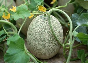 在深圳吃哈密瓜,甜蜜滋味尽在深圳街头