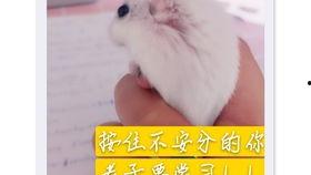 老鼠吃瓜梗,一场意外的瓜田趣事