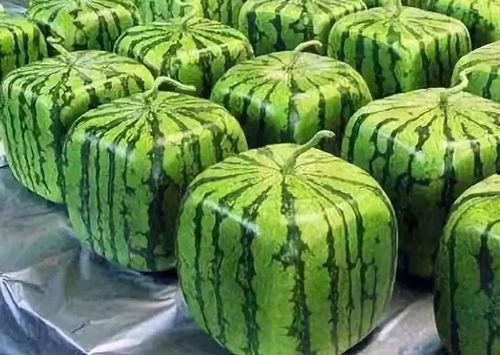 吃瓜是什么来源,吃瓜文化的起源与演变