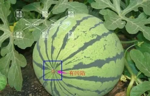 吃西瓜瓜头好还是瓜尾好,揭秘哪一端更美味