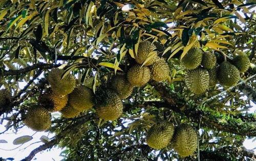 大树张小狮吃瓜,大树张小狮的瓜田奇遇记