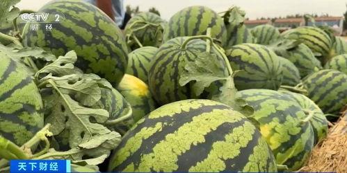 上谷大观吃瓜,一场别开生面的吃瓜盛宴