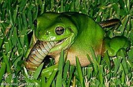 青蛙吃瓜原视频,一场萌趣横生的夏日盛宴