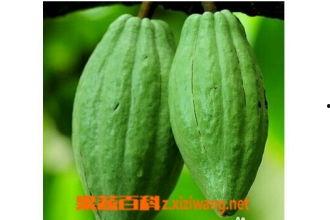 乳瓜乳瓜怎么吃,探索乳瓜的多样美味