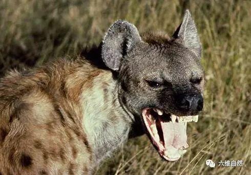 鬣狗吃瓜的视频,瓜果盛宴成欢乐焦点