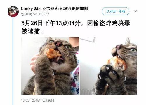 猫博主和吃瓜博主吵架,猫博主与吃瓜博主唇枪舌剑，网络风云再起
