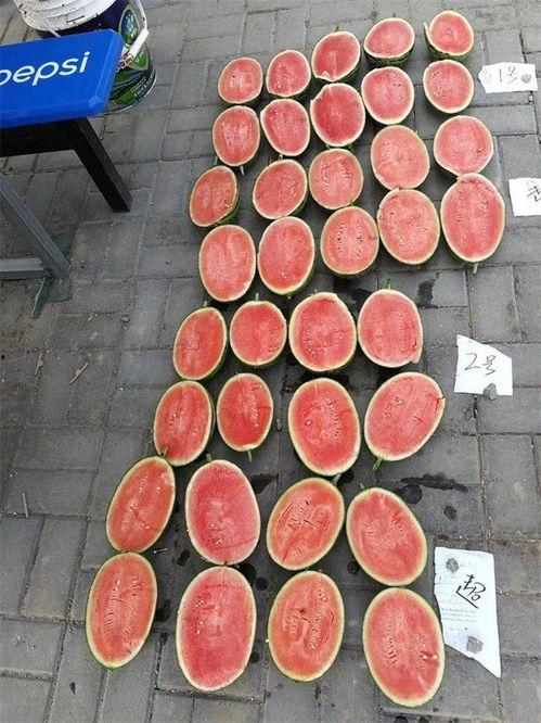 瓜园吃西瓜图片