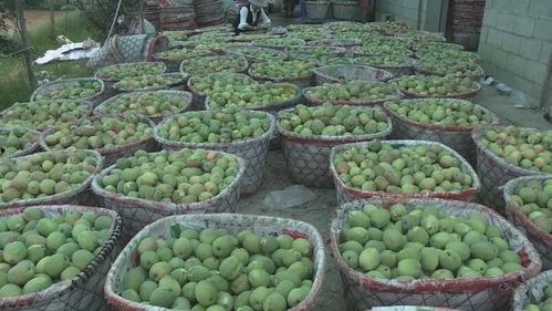 伊勒欧莱茵奥吃瓜