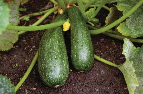 秋季吃瓜怎么吃